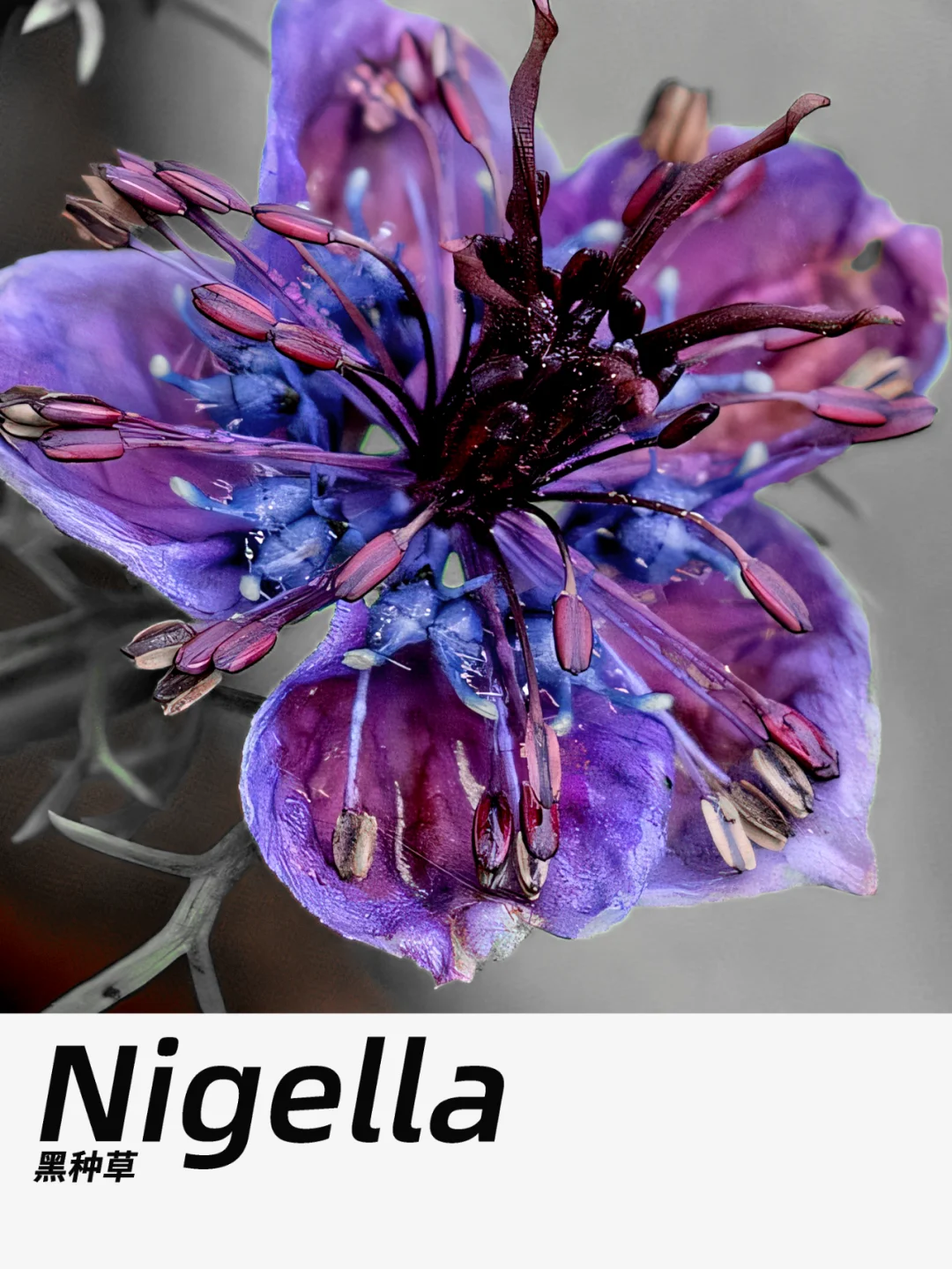 带你每天认识一种花材248｜黑种草