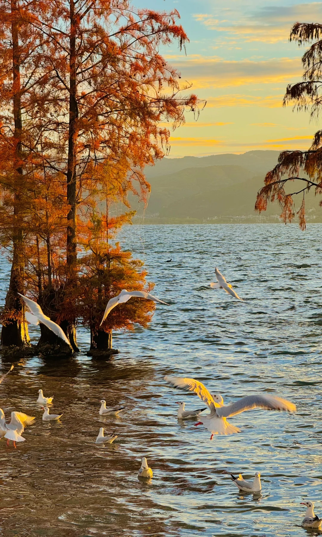 看完这16张live…再决定去不去大理过秋天‼️