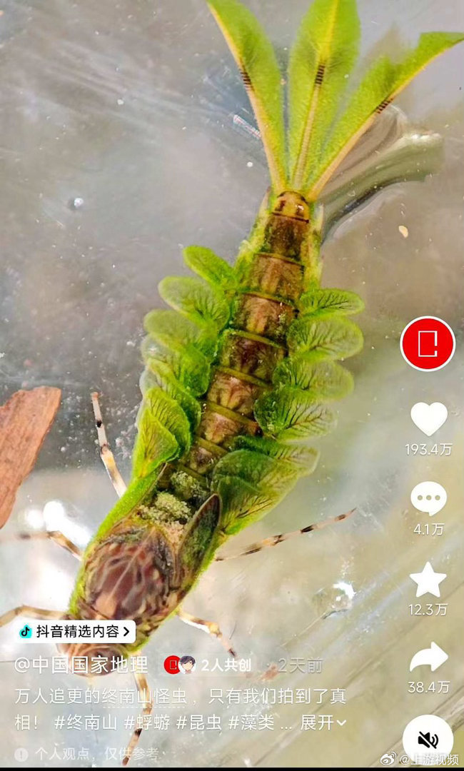 #终南山绿色怪虫身份揭晓#【终南山“绿色怪虫”身份揭晓：蜉蝣身上长出中国首次记录藻类新物种】#蜉蝣身上长出中国首次记录藻类新物种#
今年5月，上游新闻记者以《网友在终南山发现“绿怪虫”引关注，昆虫专家：不排除新物种可能》为题报道，有网友发现翠绿色的“怪虫”，引来网友热议，随后中国国家地 ​