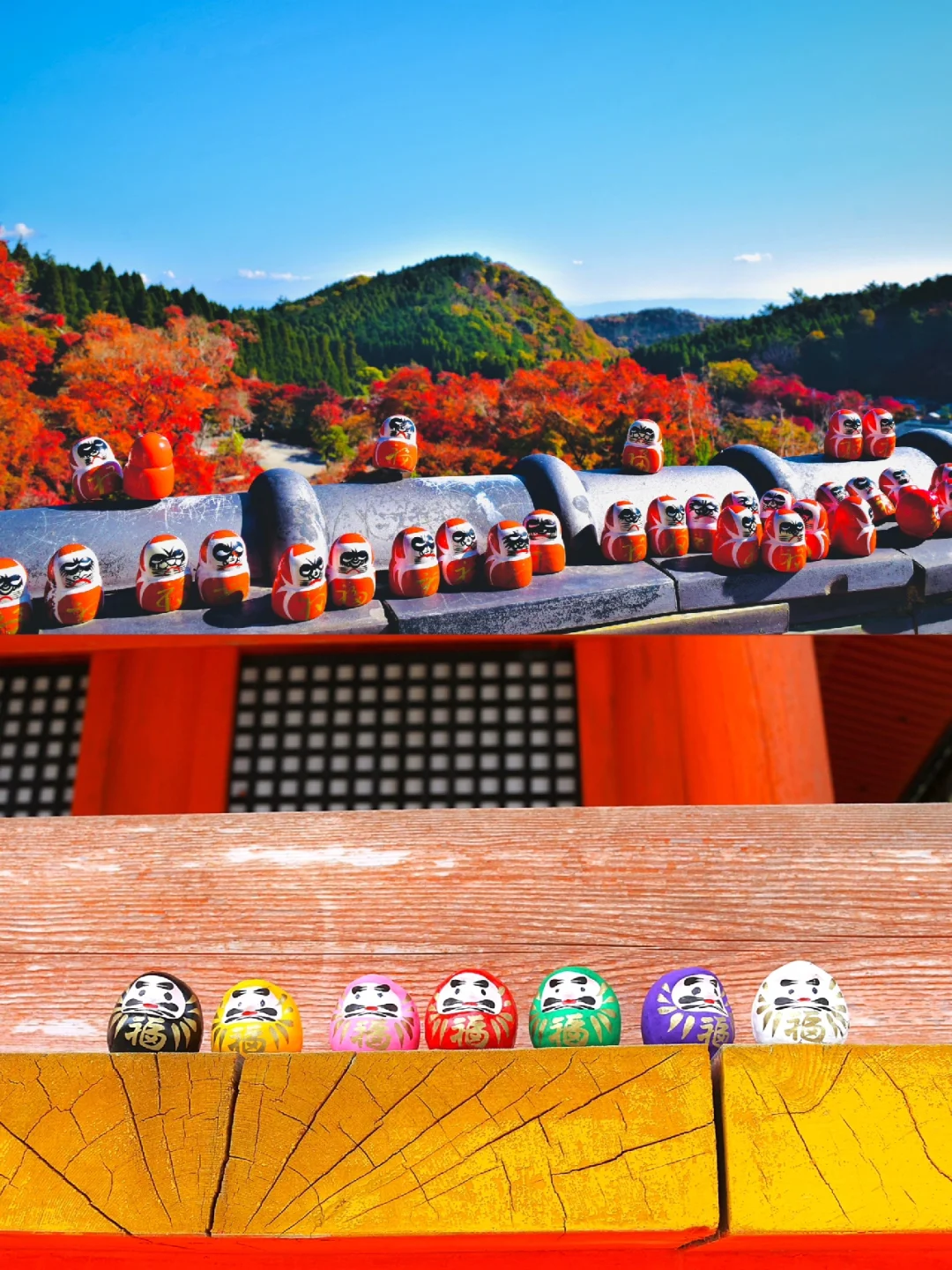 日本大阪丨大阪竟然还有漫山遍野的小达摩？