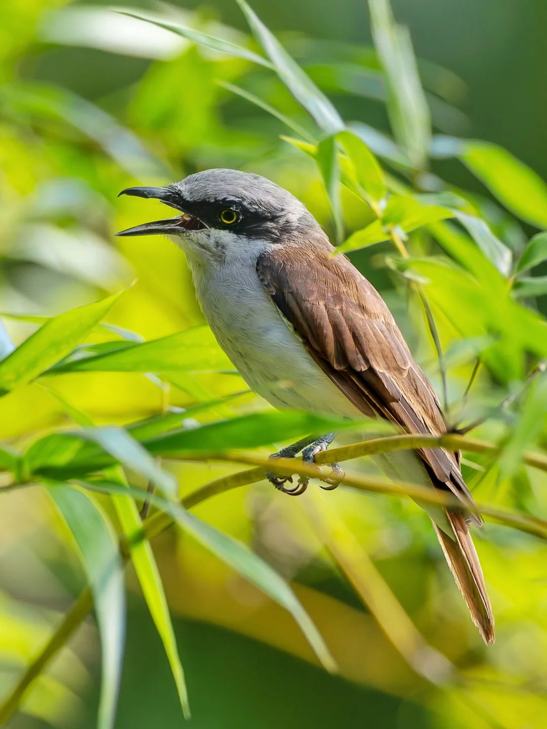 钩嘴林鵙(jú)的嘴上真的有小钩钩哦！
