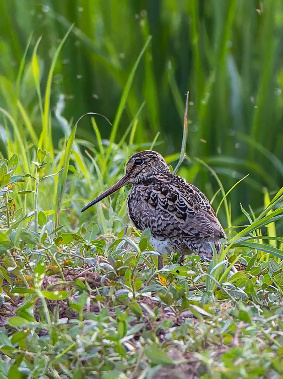 日落后的微光中现身的大沙锥