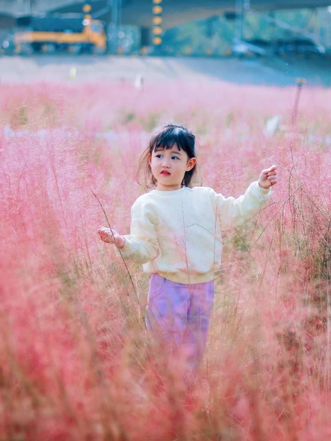 亲子出游好去处，推荐长丰桥下的粉黛乱子草