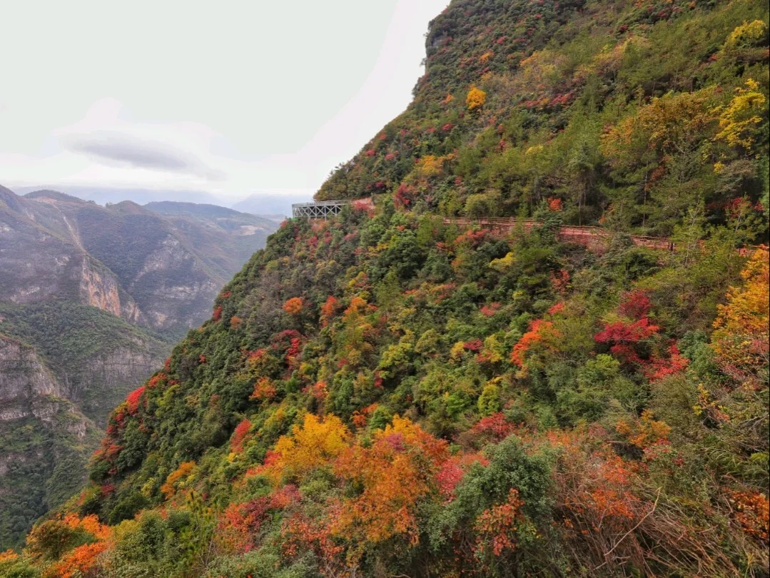 今天get一下重庆巫山的红叶！直接po图吧！