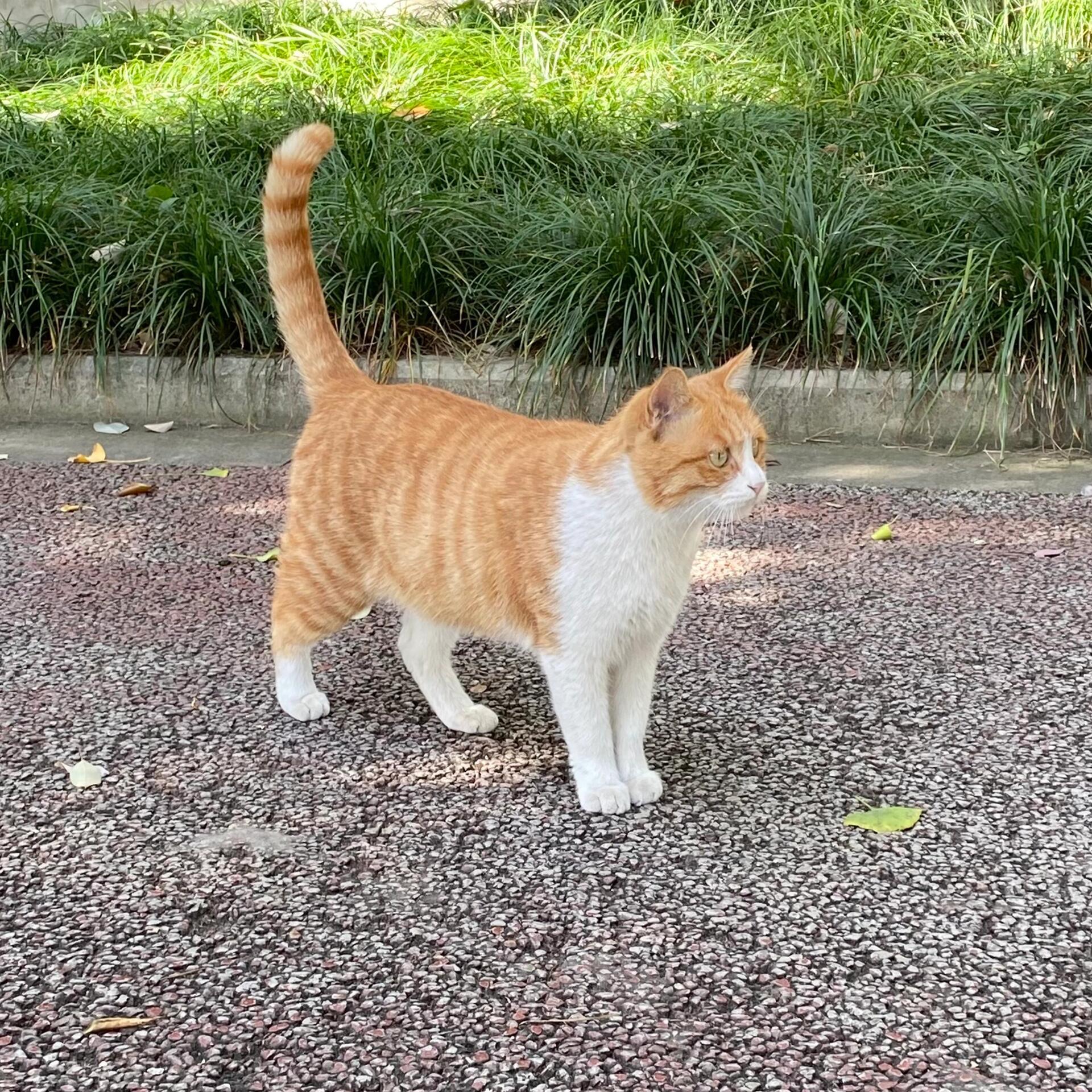 和emoji🐈一模一样的小猫 ​​​