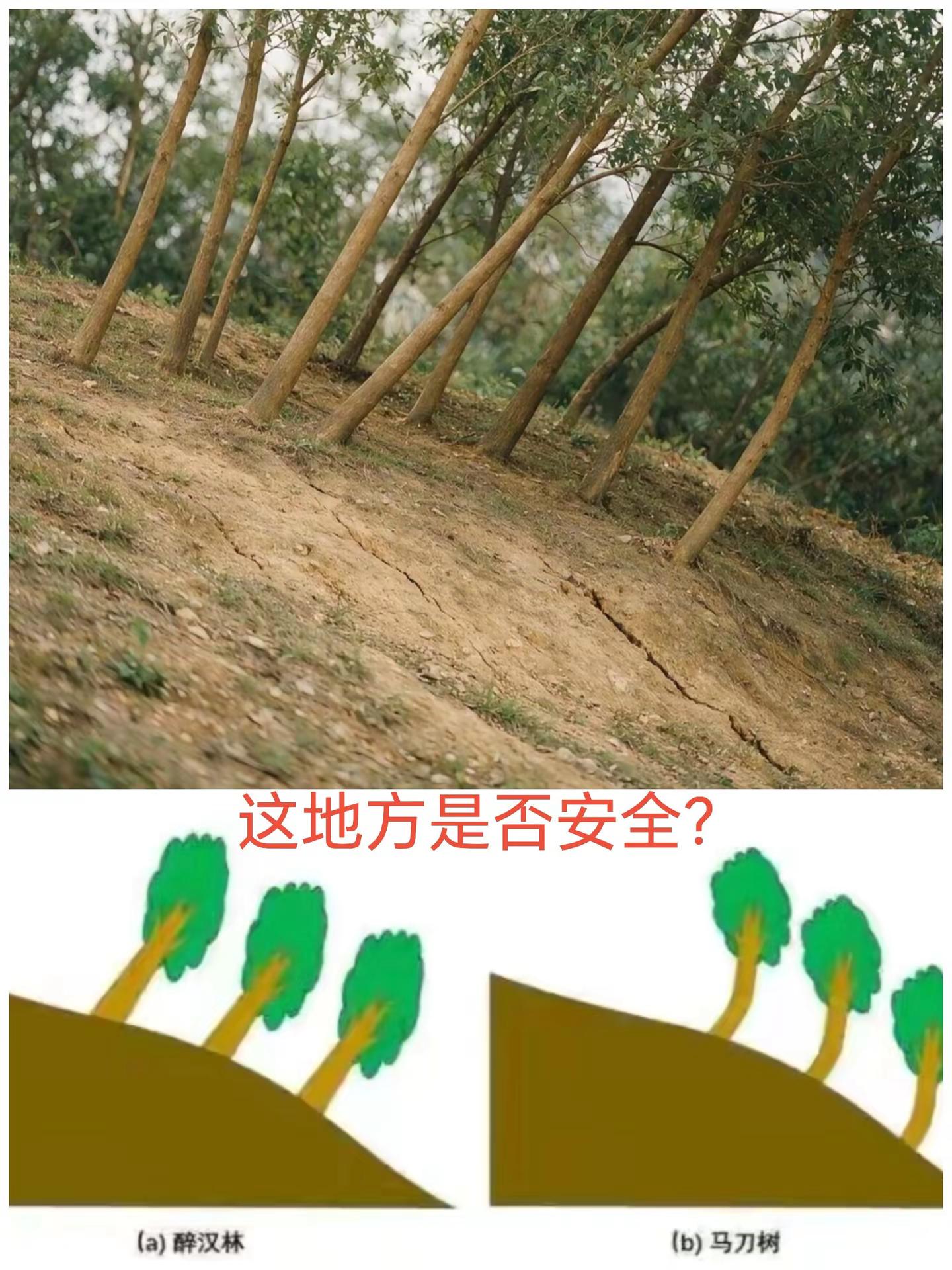 山坡上歪歪扭扭的树，藏着山体滑坡预警信号！你见过马刀树、醉汉林吗？这两种树木形态，是山体给我们发出的地质信号。马刀树，代表这里曾经发生过滑坡。斜坡土体缓慢滑动，把树干带歪；等滑坡停下，树梢依旧朝着天空向上生长，就形成树干下部弯曲、顶端笔直的模样。而醉汉林，危险等级更高！它代表山体当下还在持续变形，滑