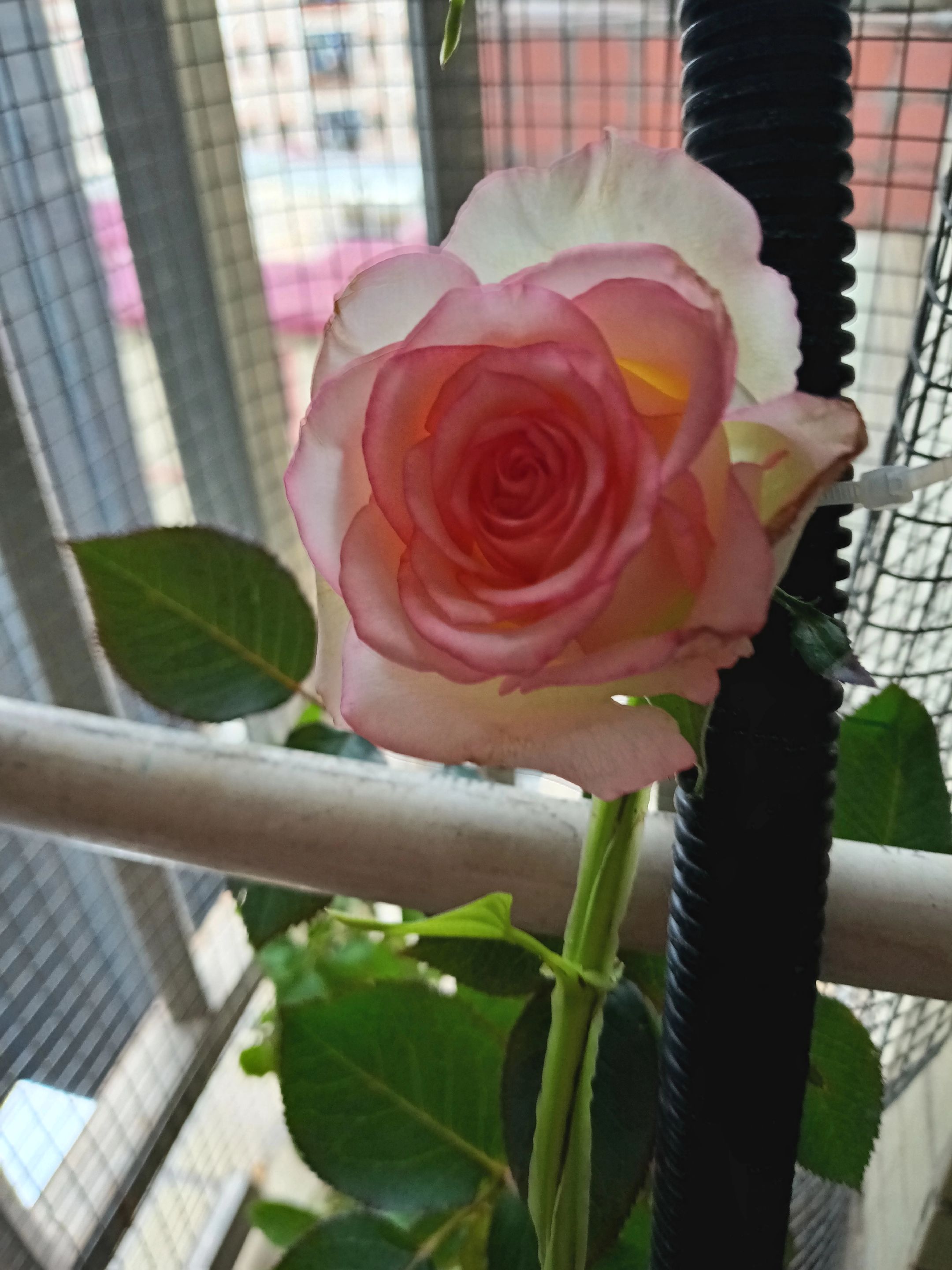 @大鹏