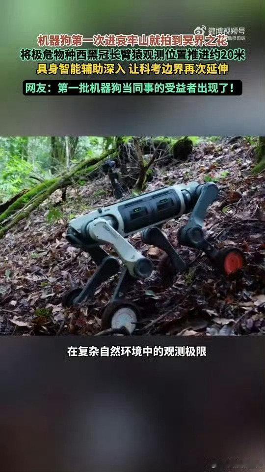#机器狗第一次进哀牢山就拍到冥界之花#云深处山猫M20化身科考好帮手，深入哀牢山密林，成功拍到冥界之花，助力珍稀野生动植物观测#第一批机器狗当同事的受益者出现了# ​
