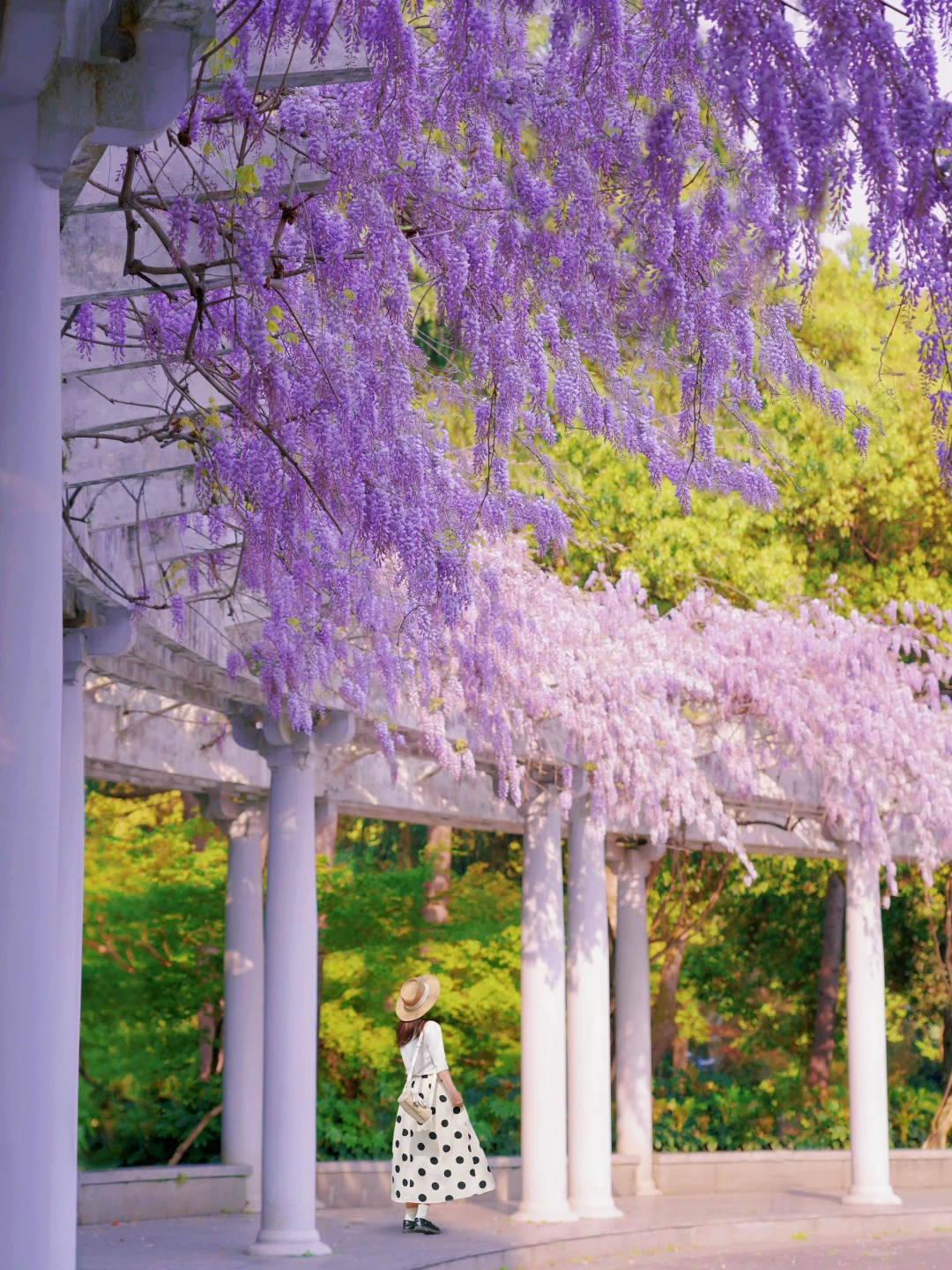 比起太子湾，我更期待西湖边的紫藤花瀑布🌸