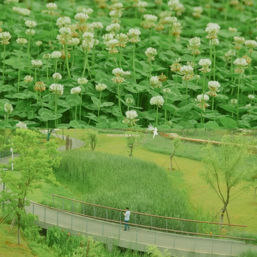 武汉0元拍照‖隐藏宝藏公园，宛如人间仙境