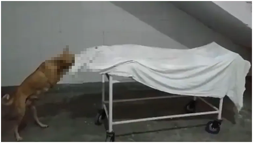 印媒: 印度醫院13歲女孩遺體無人看管, 被流浪狗“啃食”-圖2