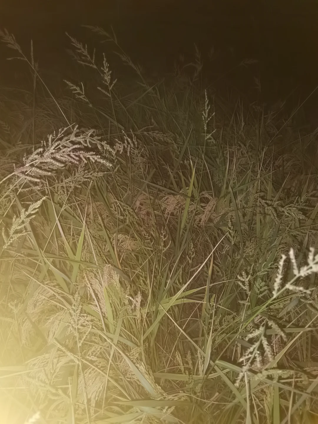 高端野草米。任由生长，没有一滴农药干涉。