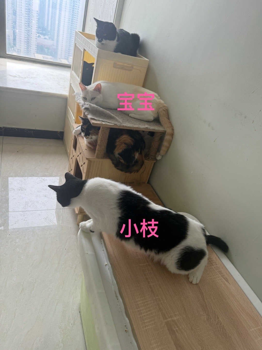 多猫家庭总是有几只好斗的猫，隐形霸凌肯定存在！小枝一只母猫天天和宝宝打架，宝宝是个大公猫，又高又壮，打起来拉架都拉不开，真愁人！一直想把小枝放楼下小区里养，纠结！#流浪猫##关爱流浪动物##领养代替购买##反虐待动物法# ​