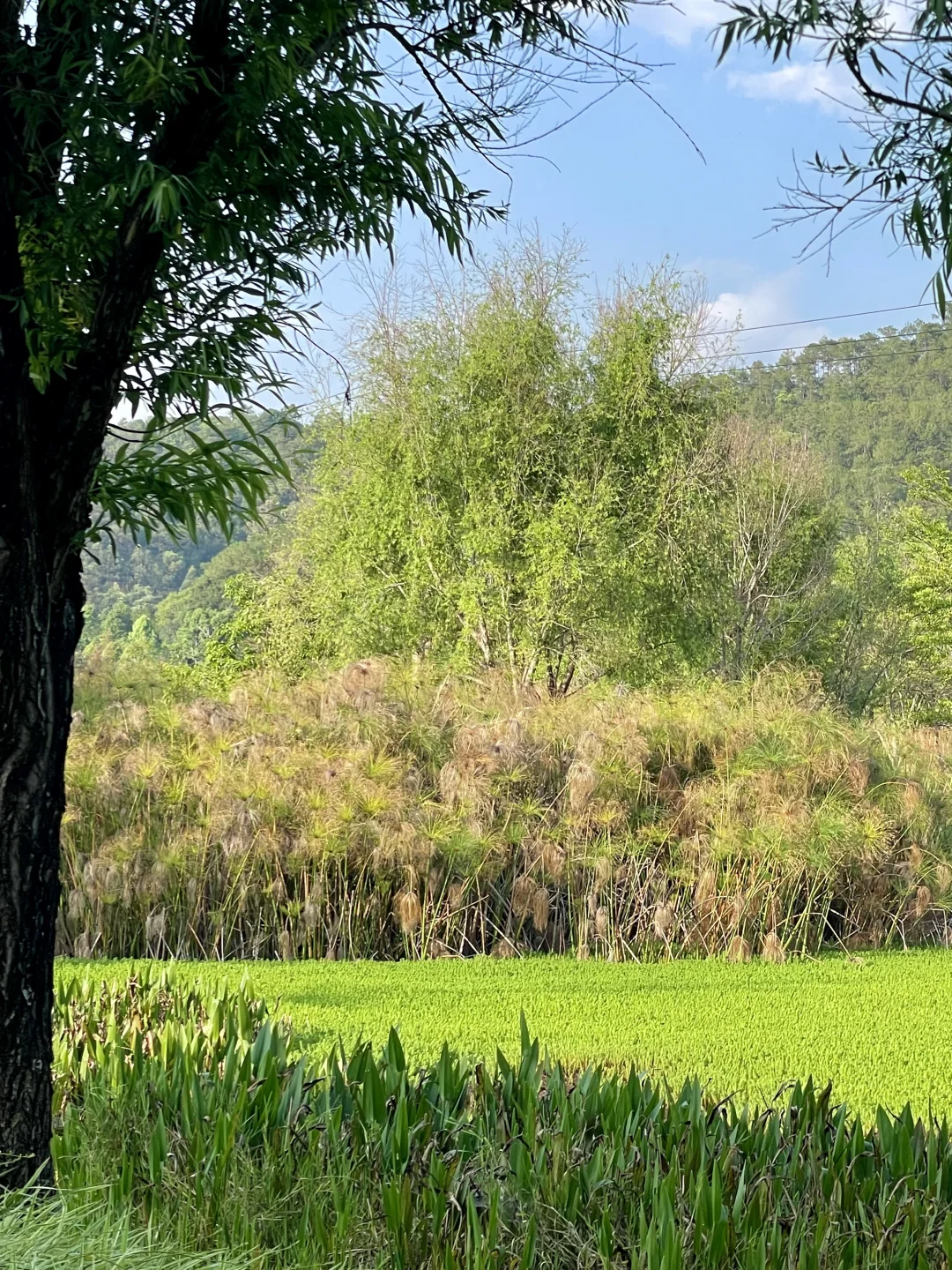 当我以为国内景区审美完蛋时（普洱篇
