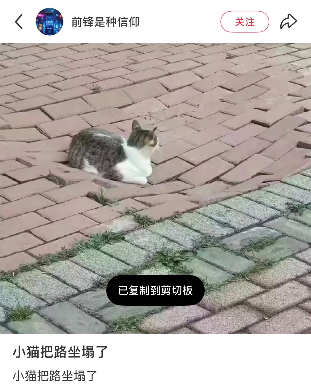 世界破破烂烂，小猫抓的🐱👊🏼 ​​​