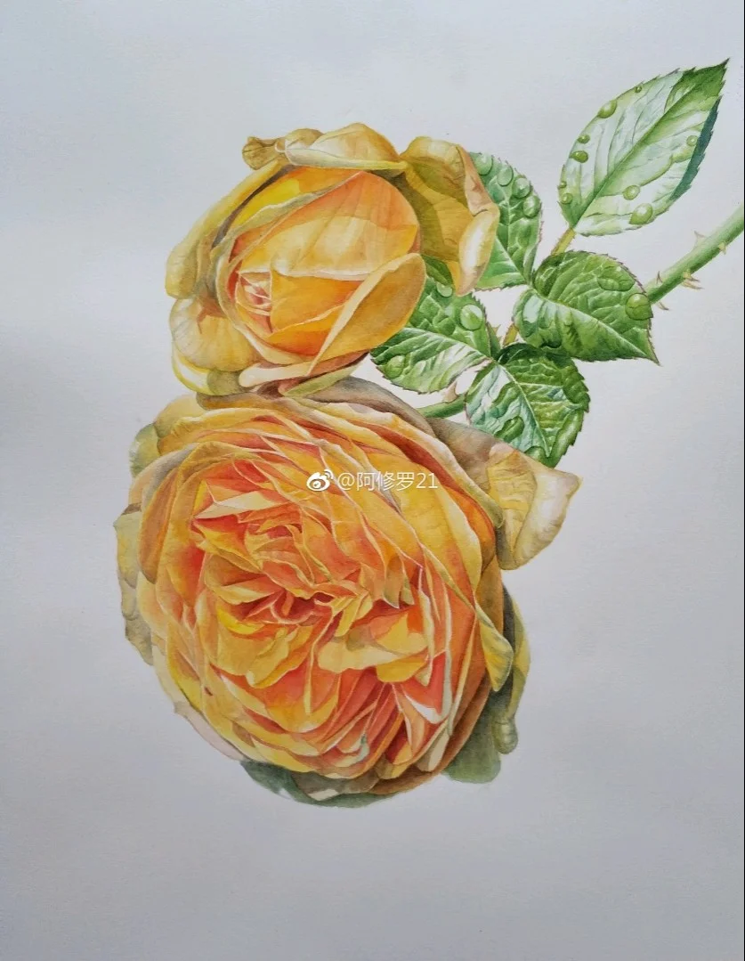 临摹木卮的黄玫瑰
