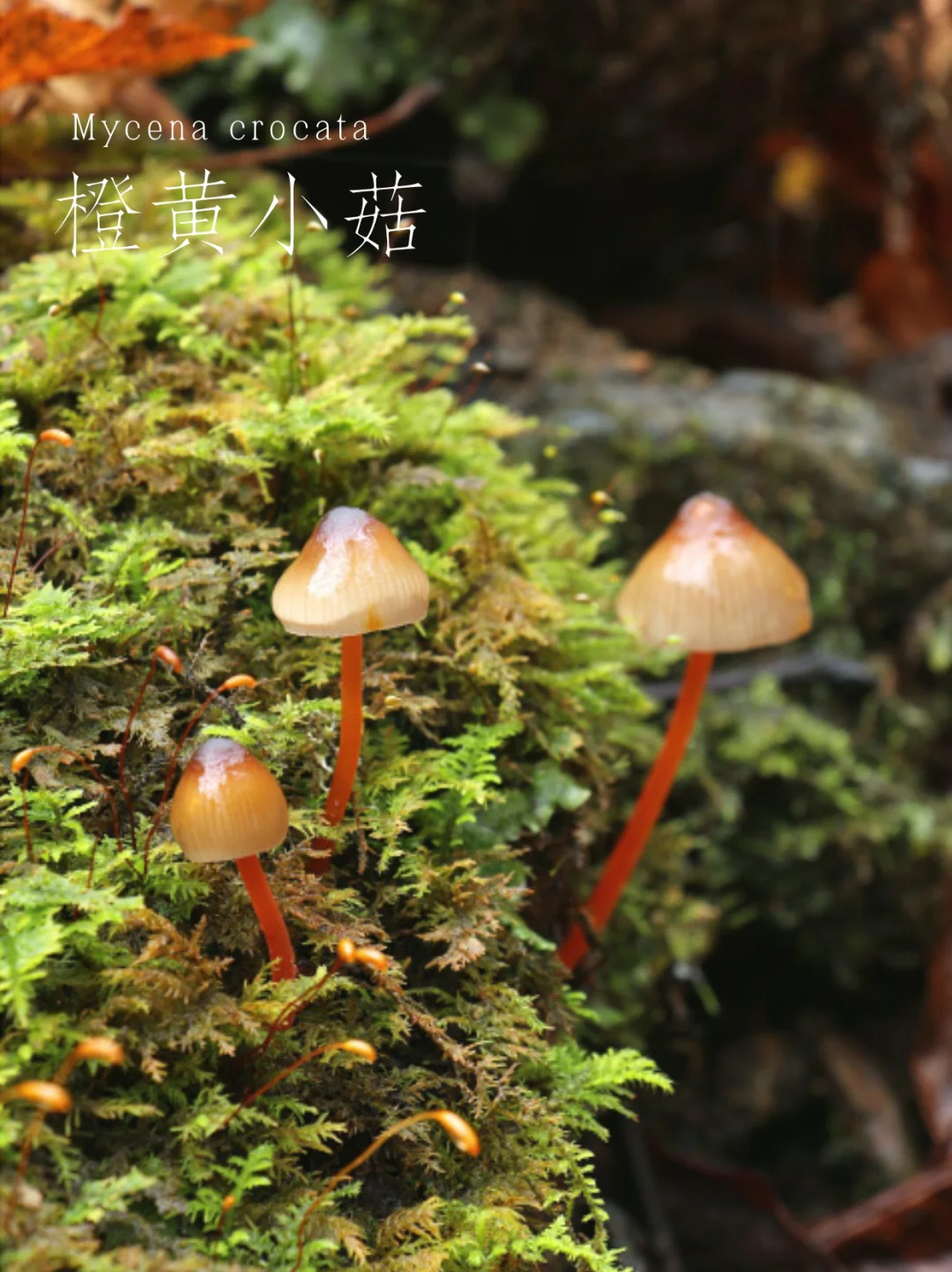 橙黄小菇，会流出鲜橙红色乳汁