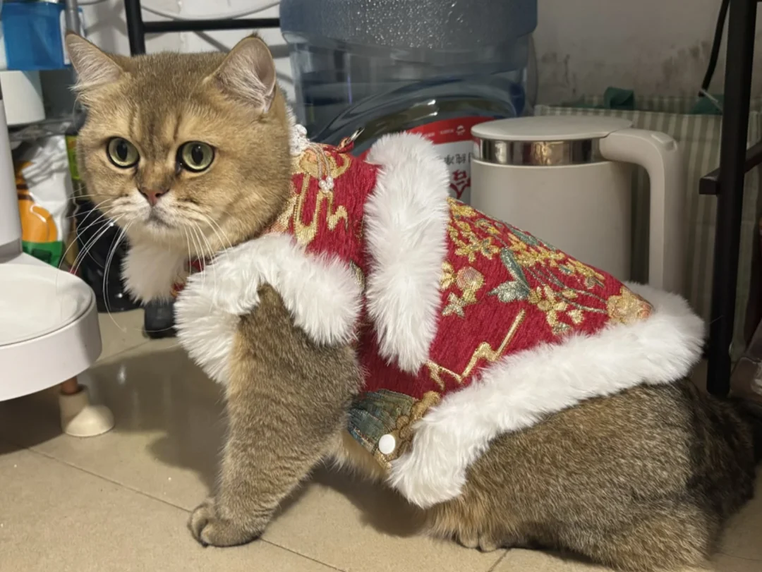 小猫过年穿这身可以得到姨姨的红包🧧吗