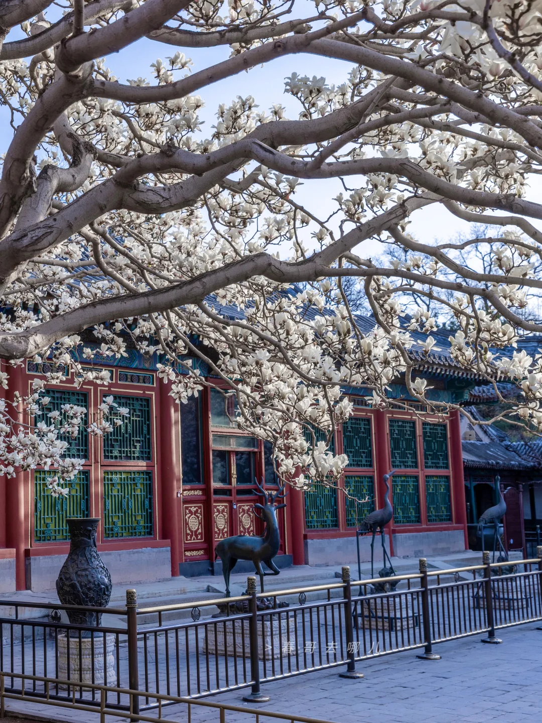 当我6点半冲进颐和园，就拍到了如此玉兰盛景