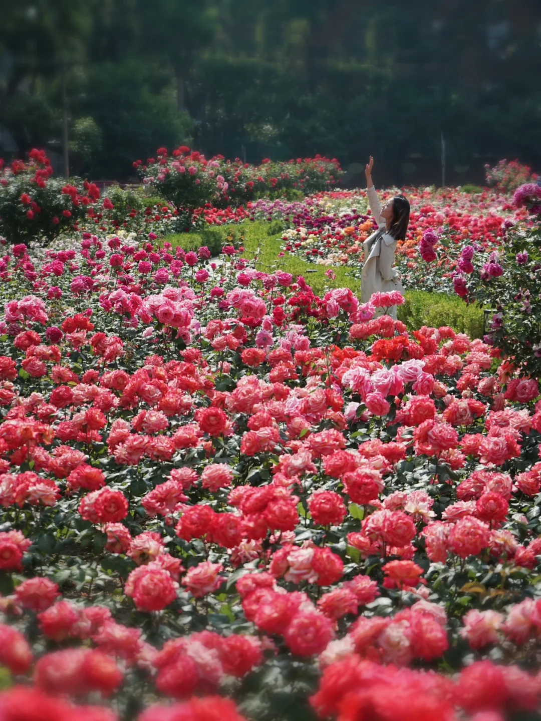 2600平超大月季园‼️这里月季已开爆｜附地图
