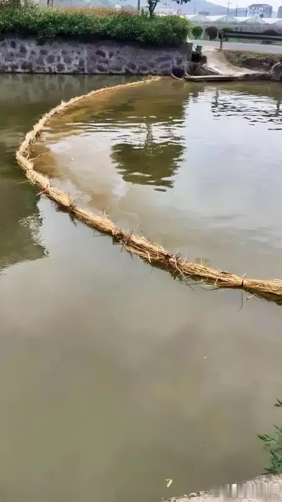 浙江鱼塘老板为驱鸟犯愁！两百亩鱼塘成白鹭食堂，每天损失数百元，却因白鹭是 &34;三有&34; 保护动物不敢伤害。试过稻草人、反光带、鞭炮等土法全失效，防鸟网成本高还伤鸟。专家支招：水面拉横向绳索减少落脚支点，无规律切换驱鸟声响，轮换干扰塘埂停歇区。生态变好鸟增多是好事，但人鸟如何共存？你有啥不伤鸟的好办法？
