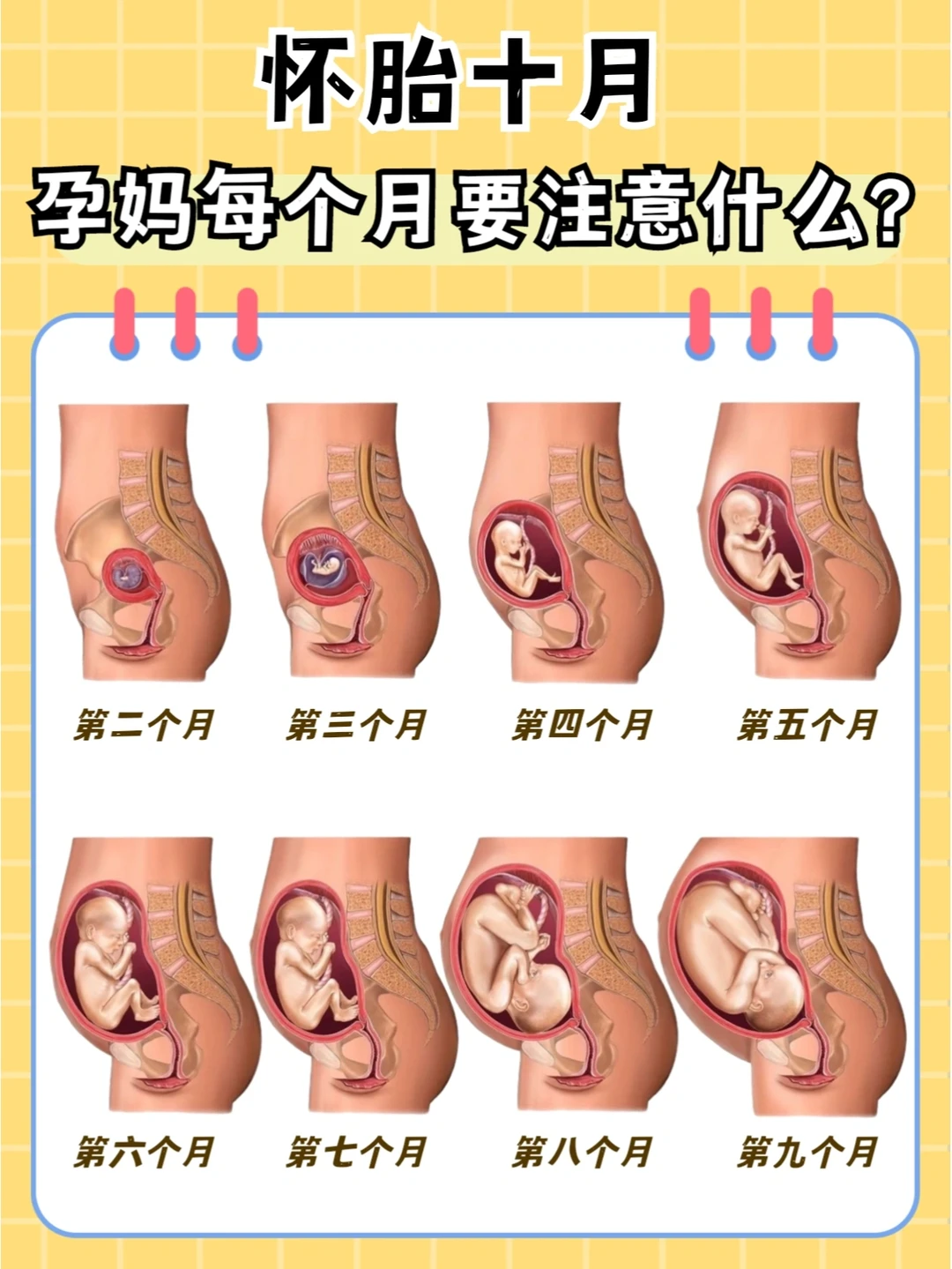 🔥孕期必看！怀孕每月营养补充和注意事项