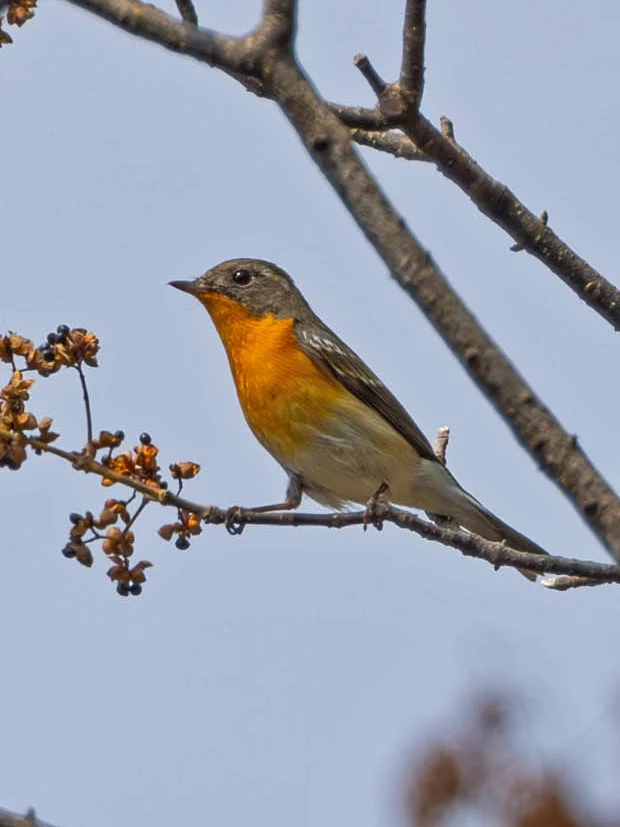 鸲姬鹟虽小，但橙色实在是亮眼