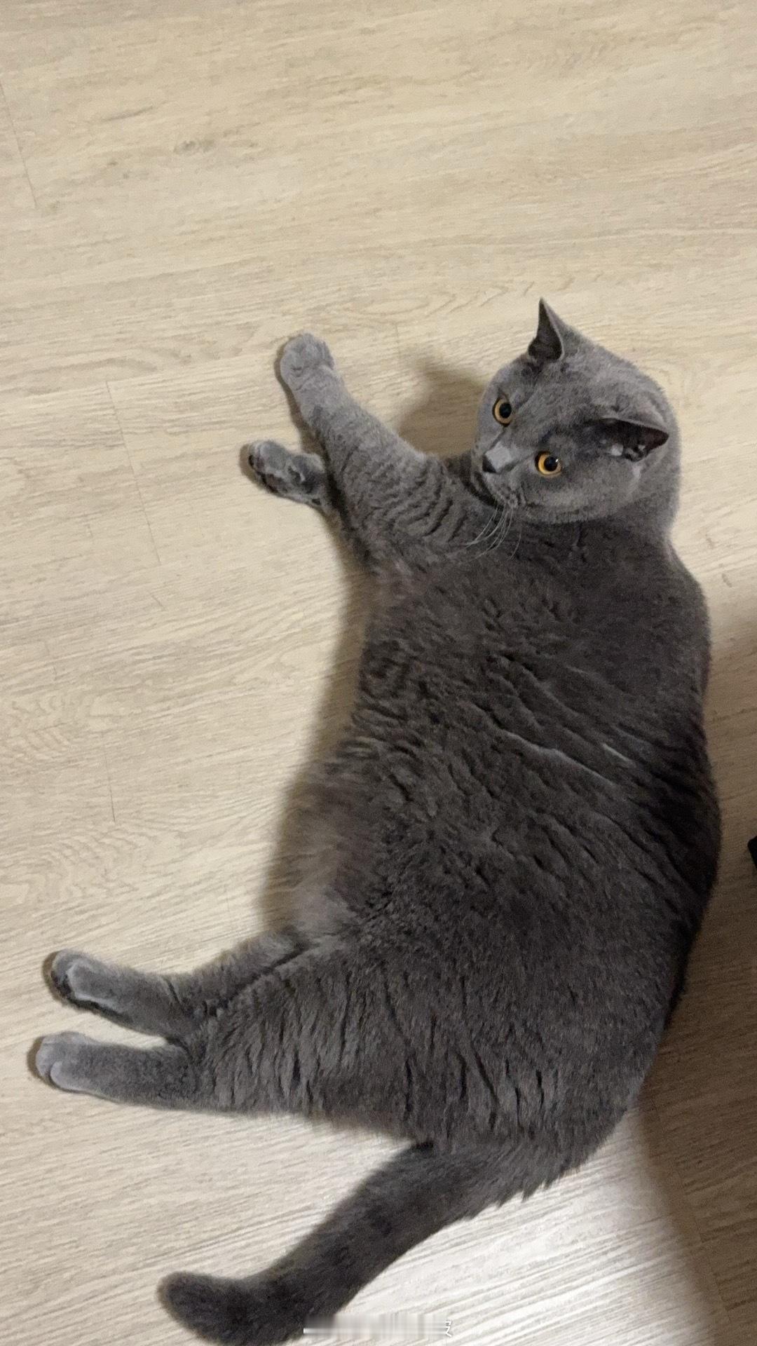 上厕所路上的拦路猫🐱喊让路动不都不动 ​​​