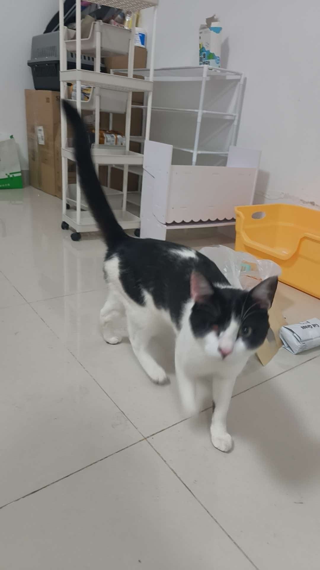 #昆明领养[超话]# 残疾小咪找新家
奶牛猫，男孩子，已驱虫已洗澡，未免疫未绝育，会用猫砂盆，目测8个月左右。
性格很好，很黏人，眼睛由于人为伤害导致右眼球萎缩，不影响日常生活，希望有好心人给他一个家。
科学喂养，封窗，有病及时救治，领养联系18256 099563 ​