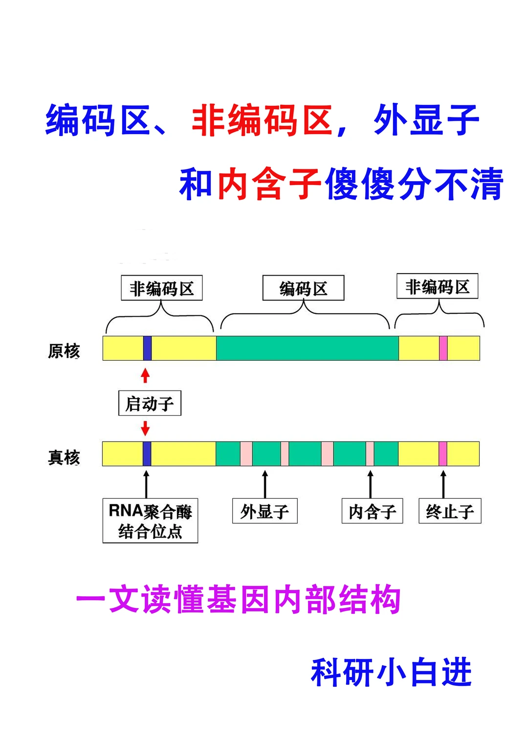 🔥一文读懂gene 内部结构，你真的学会了吗？