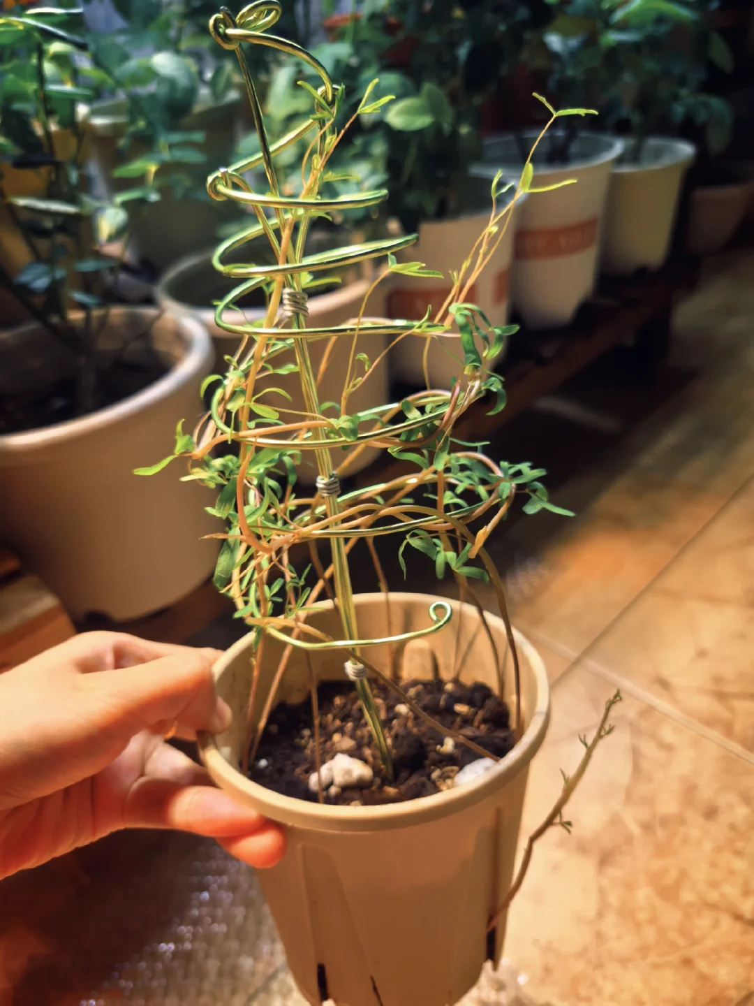 好好的酢浆草又被猫啃了。。。。