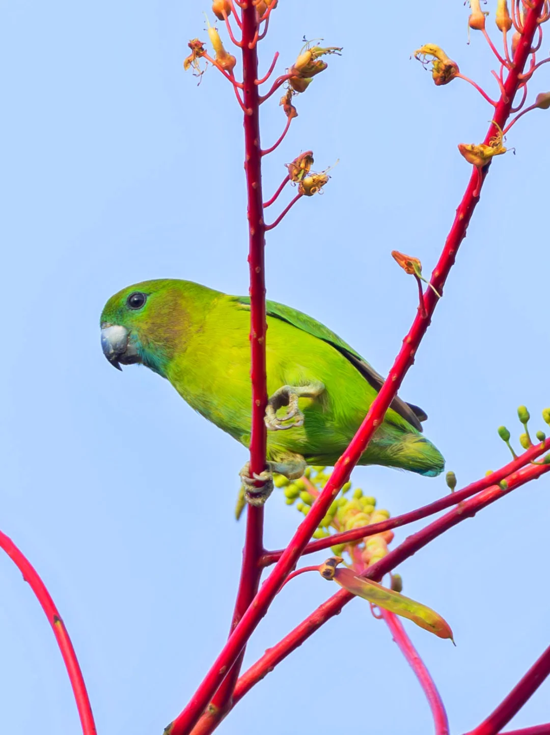 鹦鹉界的柯基！