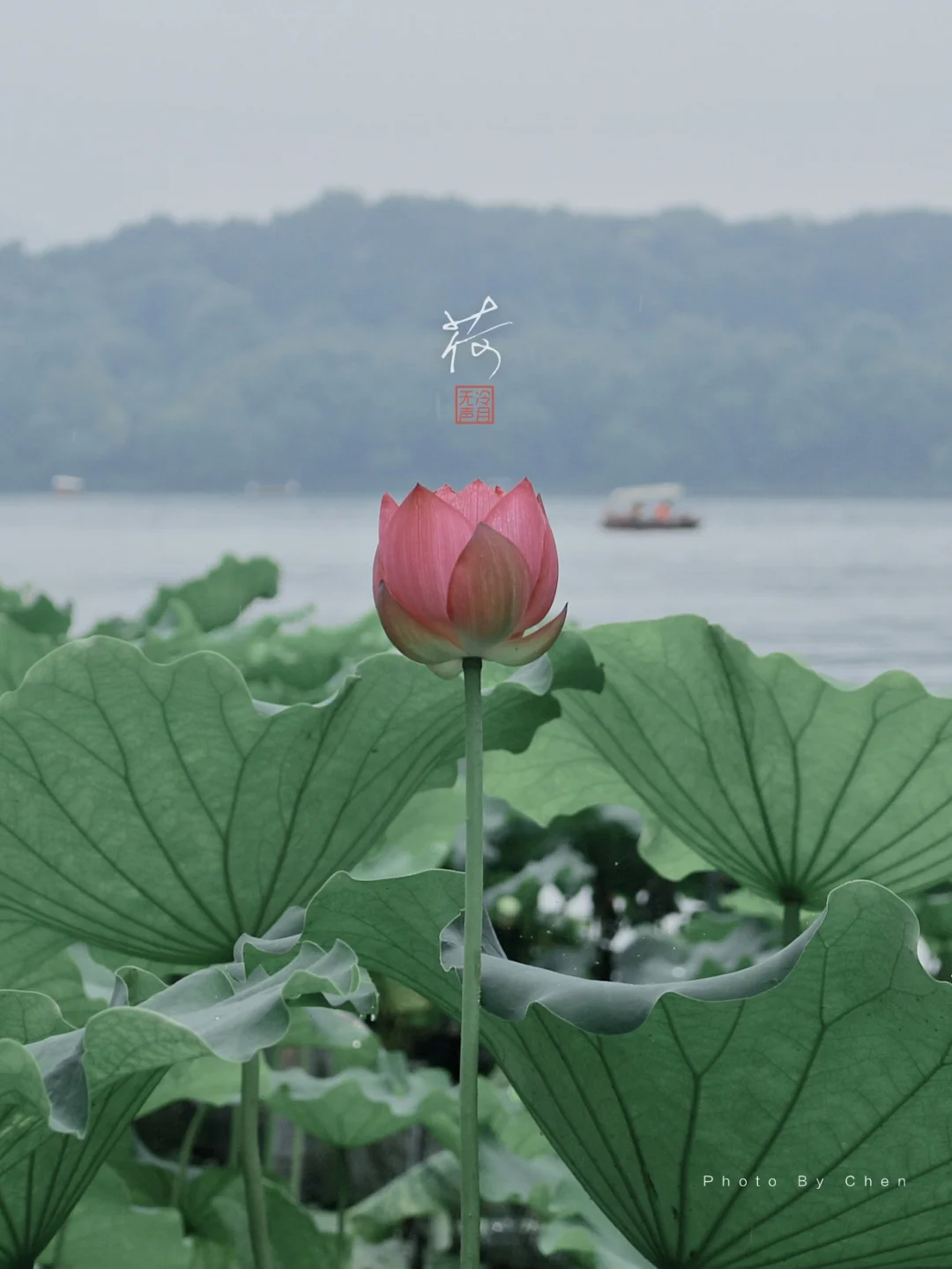 杭州必游｜曲院风荷，映日荷花别样红