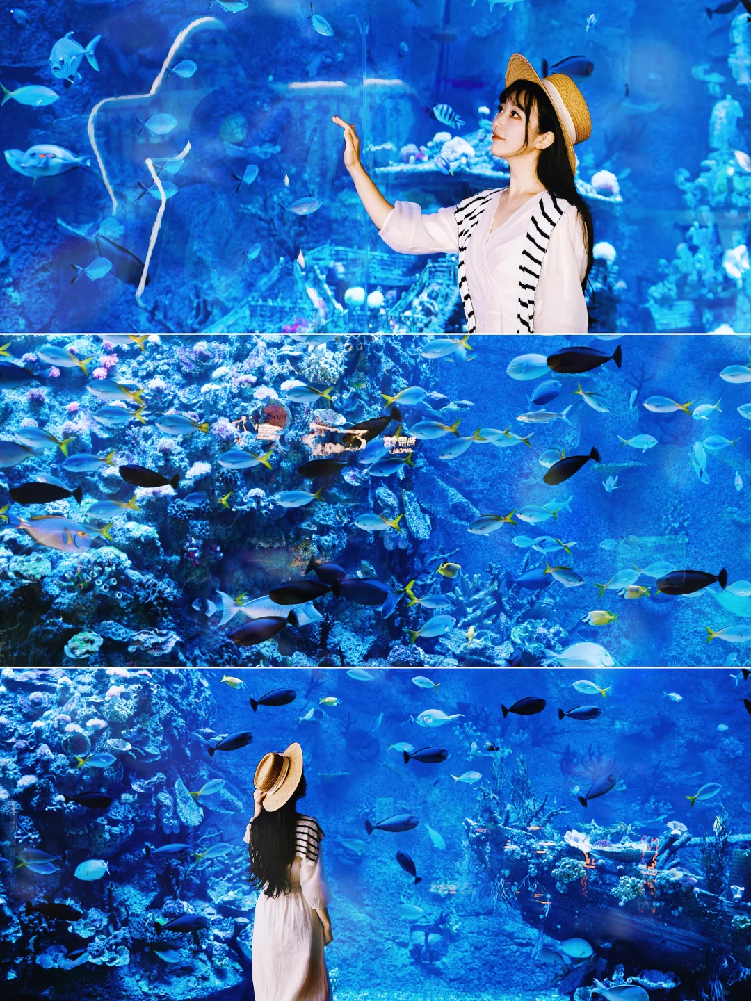 被问爆了，深圳这个海洋馆才是度假天花板！