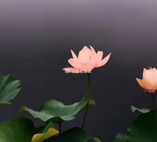这三个星座，孤独是刻在骨子里的底色：TOP3 双鱼座：常年活在温柔幻想里，对感情和生活抱有滤镜。一旦回归现实、期待落空，瞬间陷入空虚。无人共情时，心里空荡荡毫无支撑。TOP2 水瓶座：合群只是伪装，清醒才是常态。思想通透独特，很难有人真正读懂自己。身边从不缺人，灵魂却永远孤身空洞。TOP1 双子座：空虚天花板！擅长用热闹掩饰孤单，越喧嚣越落寞。害怕安静独处，一旦停下忙碌，满心的荒芜与空虚就席卷而来。