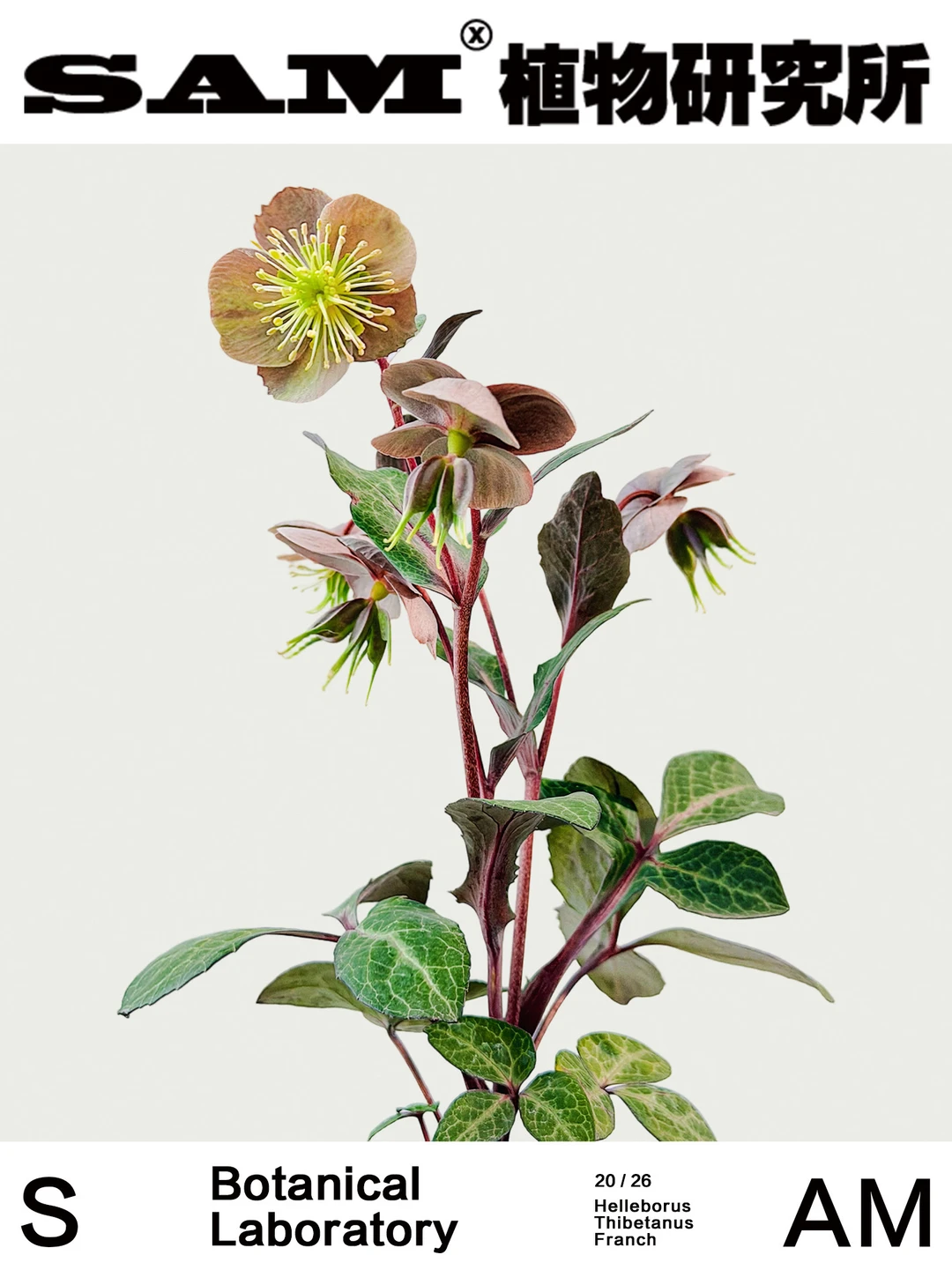 斑叶铁筷子｜Helleborus Thibetanus