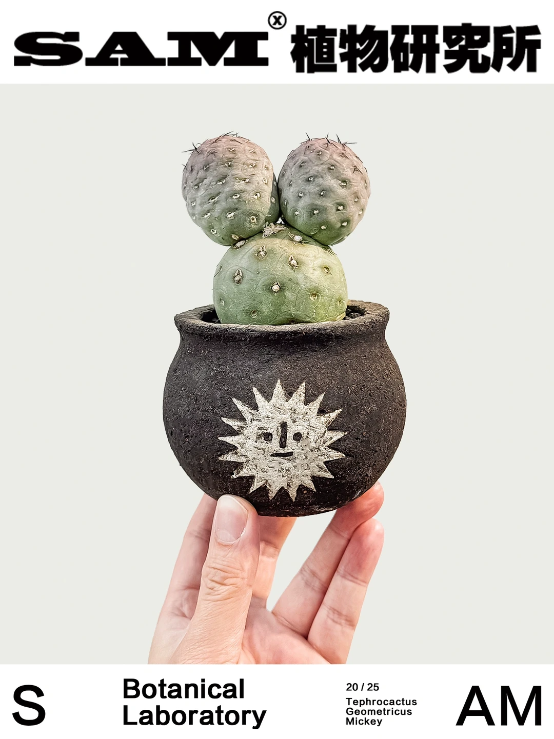 米奇习志野｜Tephrocactus Geometricus Mick