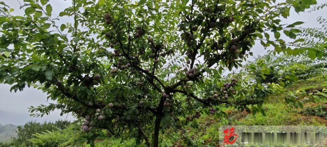 【藤县4800亩三华李喜获丰收】初夏时节，广西藤县天平镇新马村的三华李...