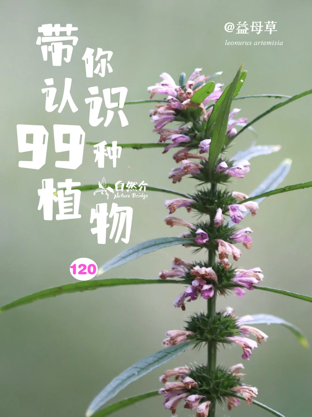 带你认识99种植物