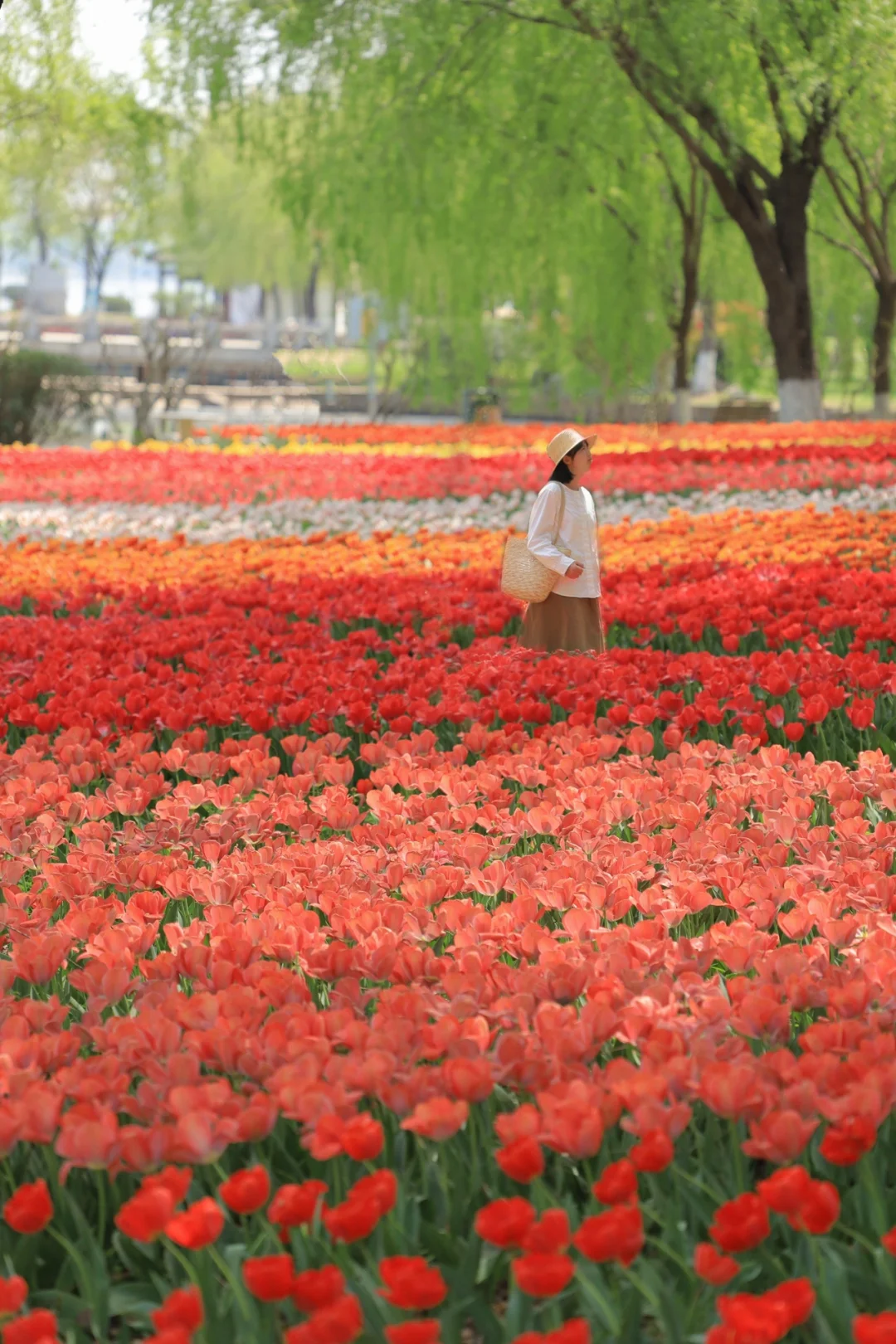 武汉这片郁金香花海可以封神❗️人少免费