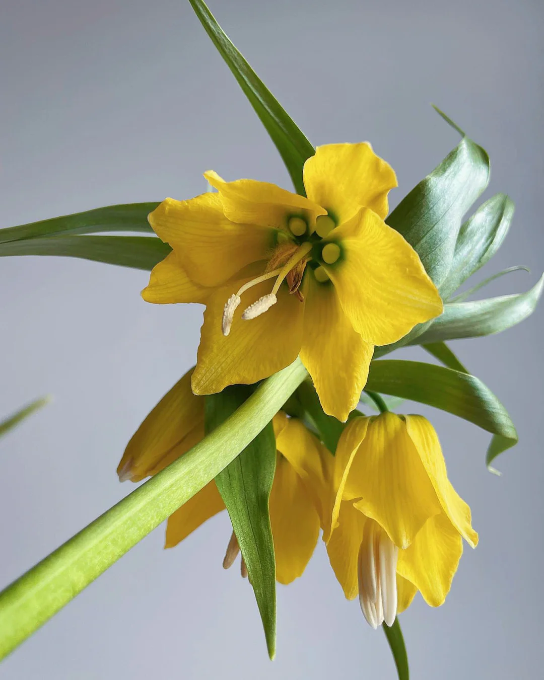 带你每天认识一种花材94｜柠檬露皇冠贝母