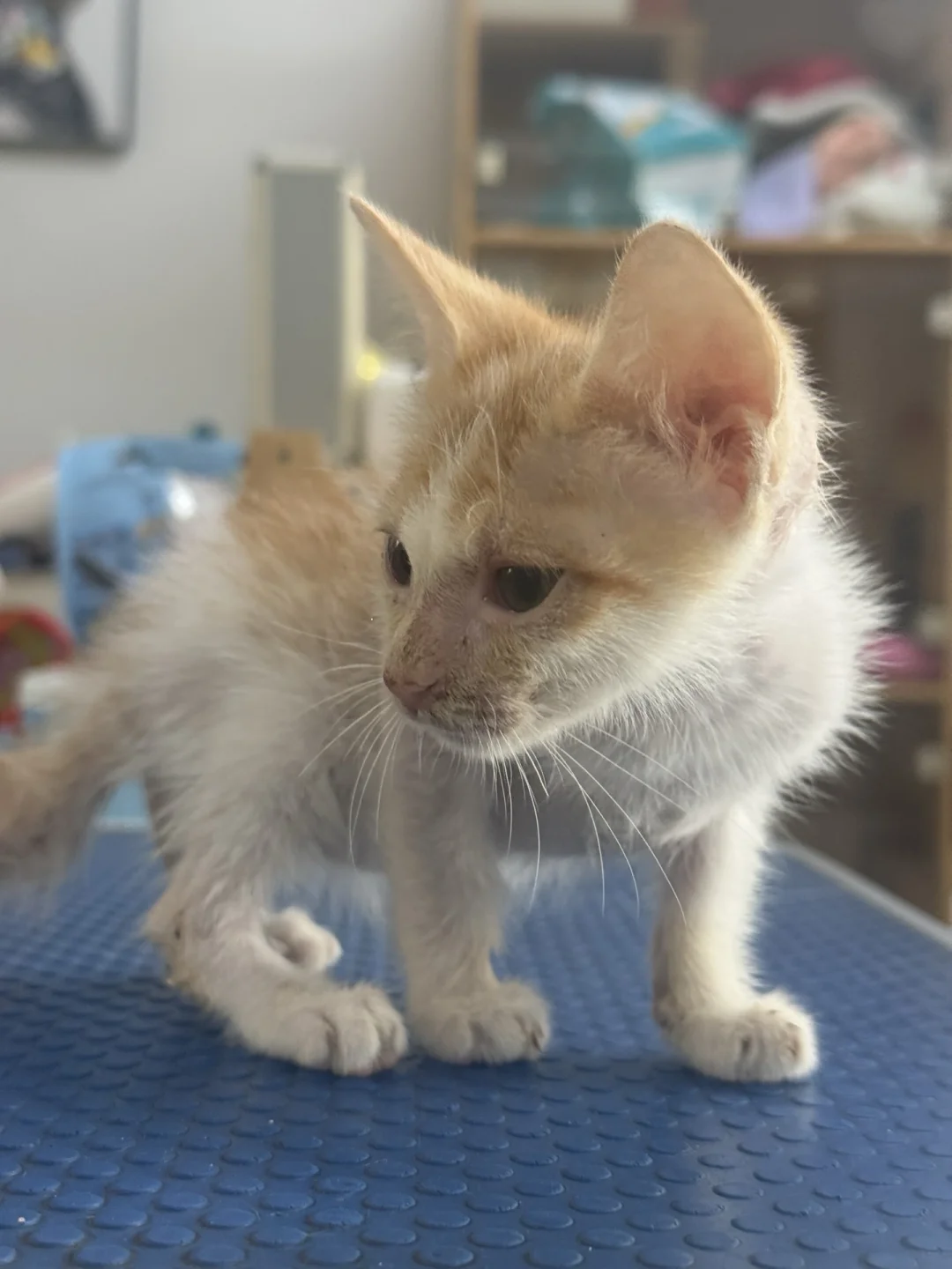 招财猫有人愿意领养吗？坐标：潮州