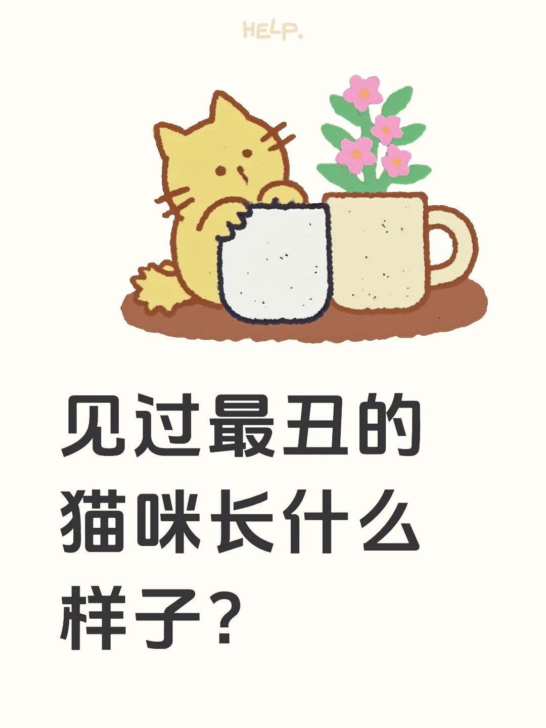 见过最丑的猫咪长什么样子？