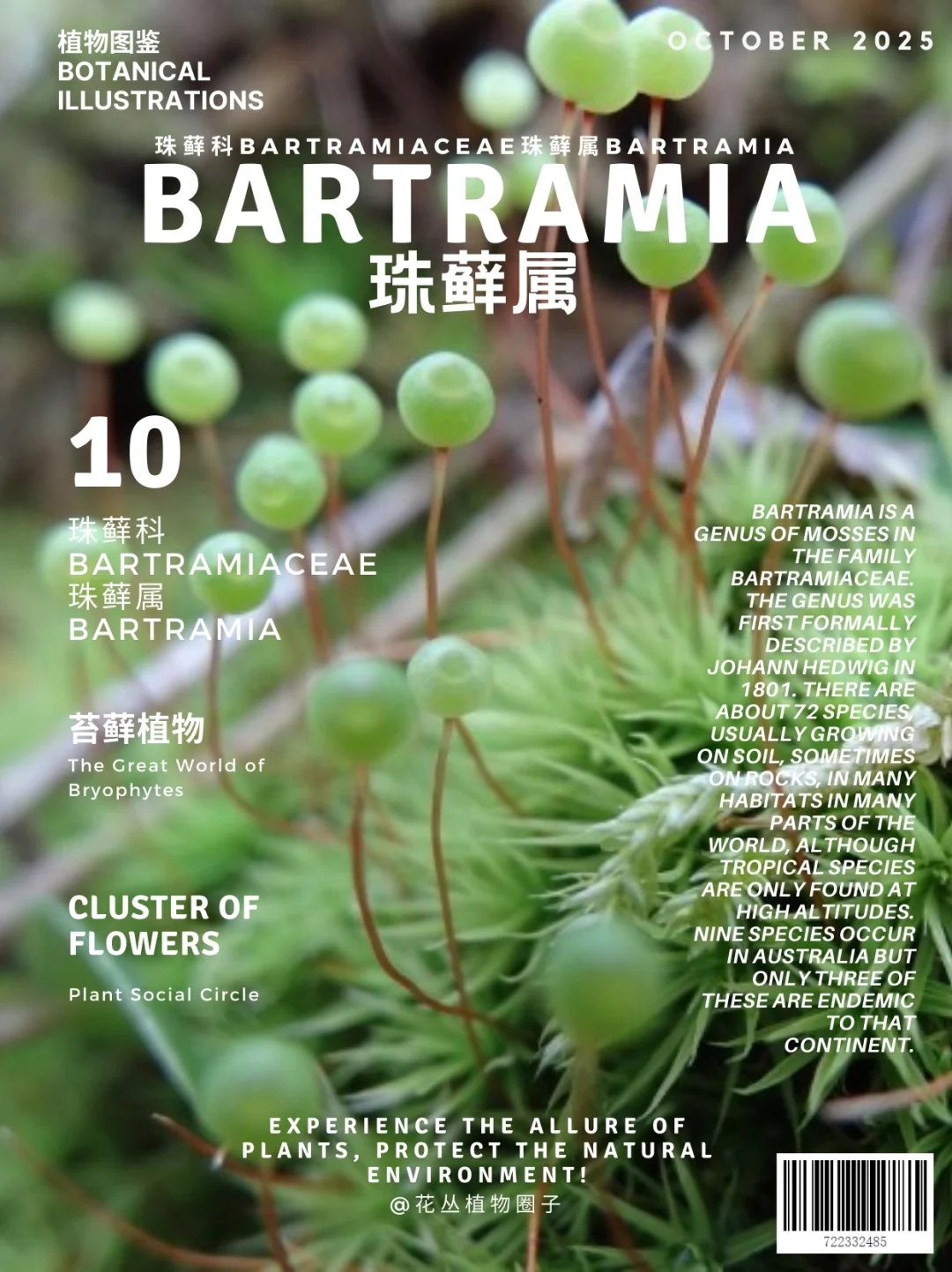 珠藓属 Bartramia