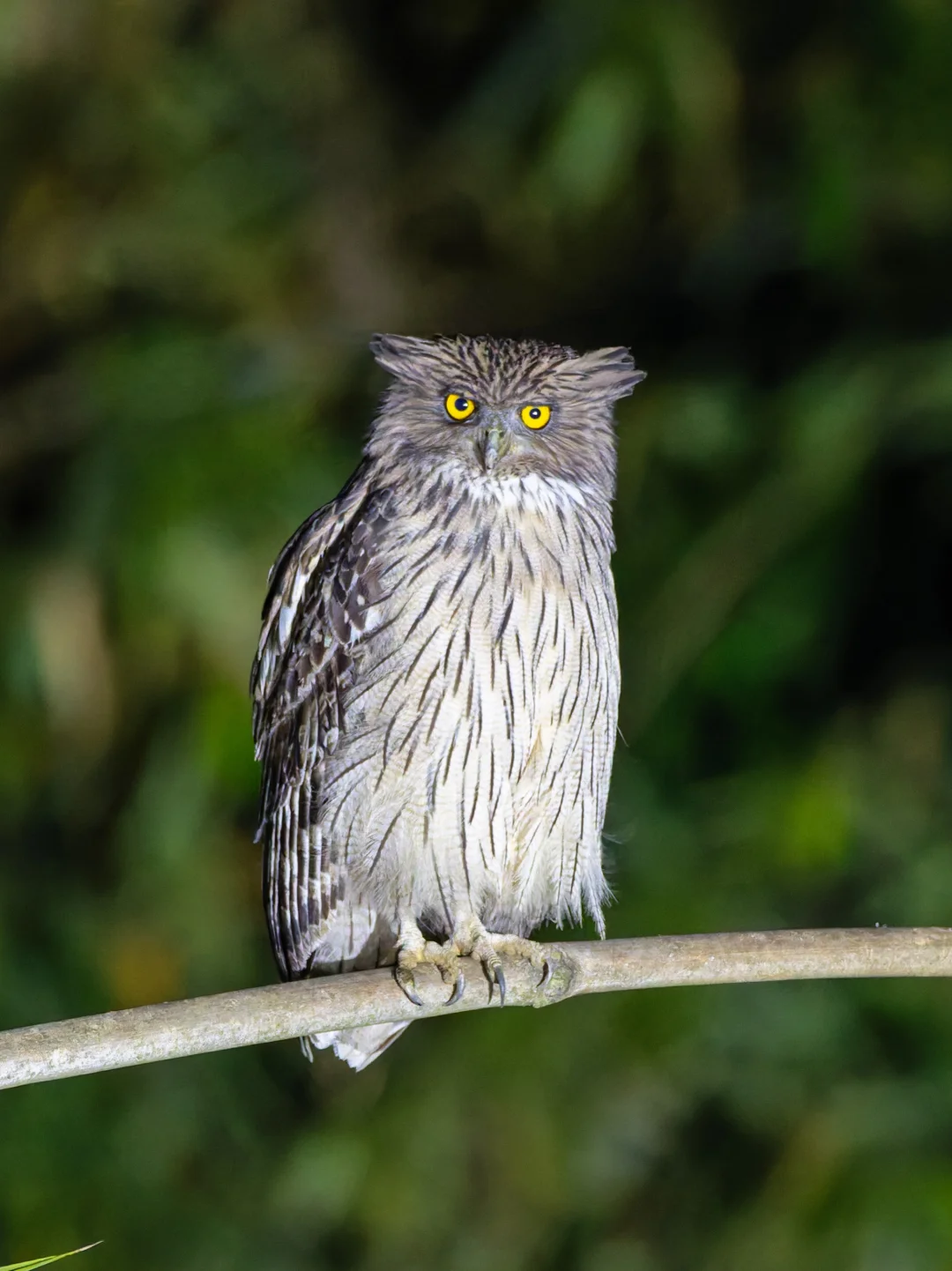 4秒长快门拍到的猫猫