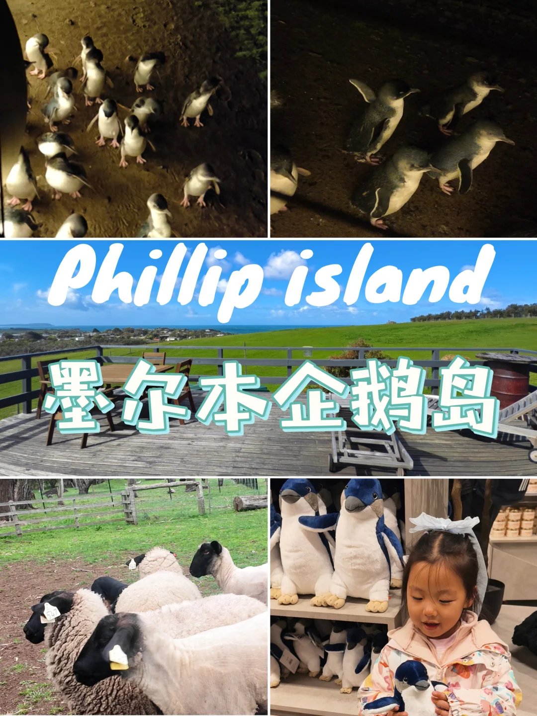 🐧墨尔本企鹅岛｜保姆级游玩攻略