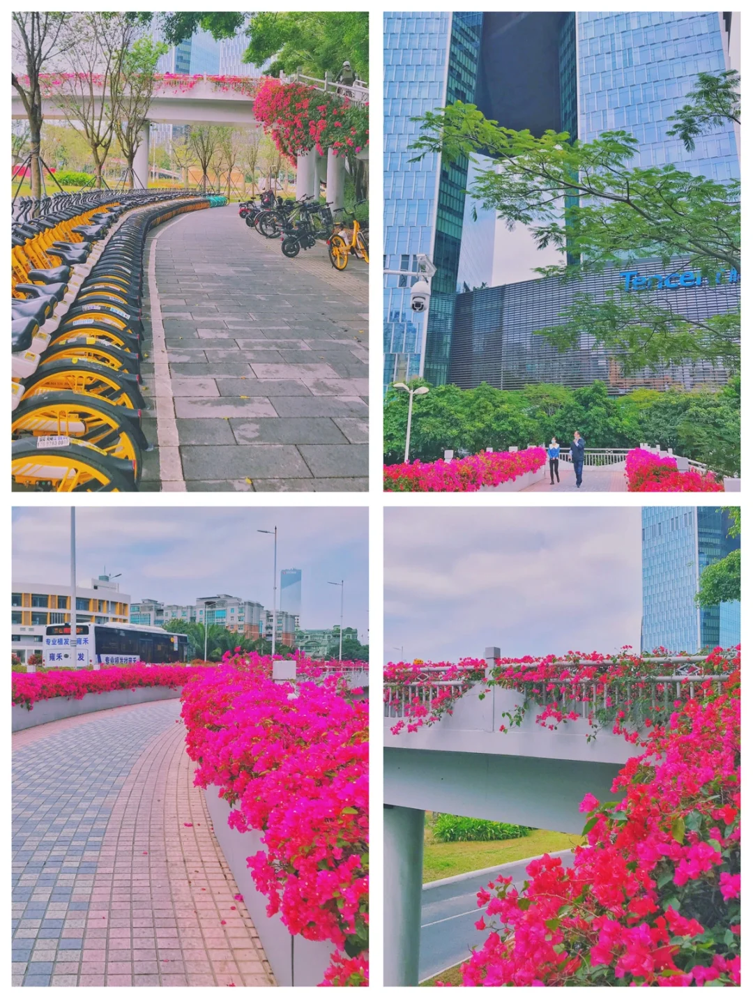 深圳“勒杜鹃”街头