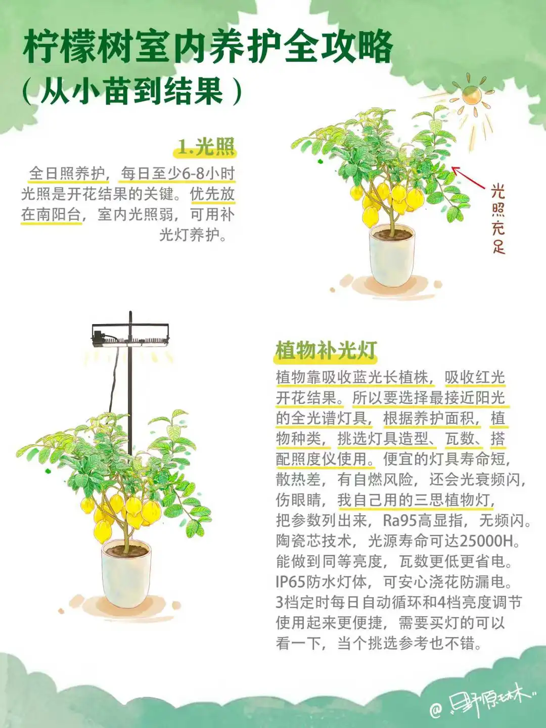 柠檬树从小苗到结果，室内养护全攻略