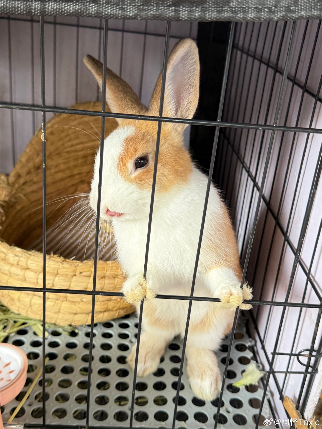 还是忍痛入手了新玩具
🐈🐇 ​