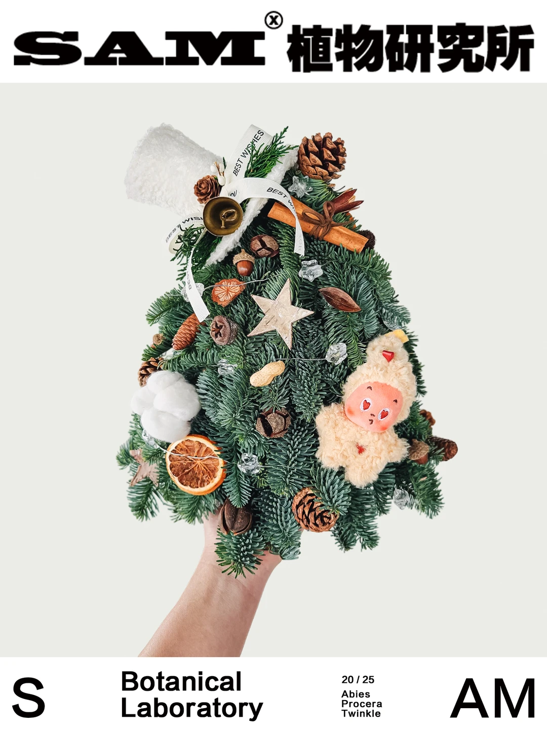 星星人诺贝松圣诞树｜Abies Procera